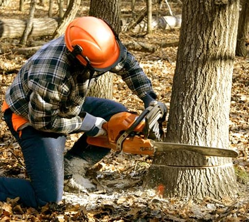 Tree Removal in Drummond Island, MI